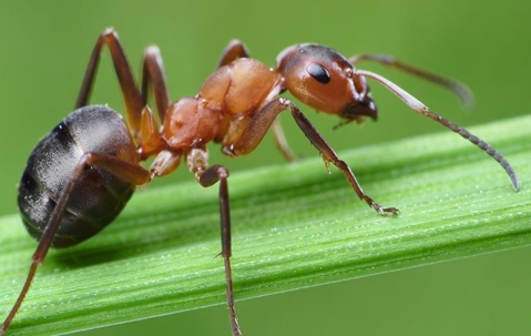 ant